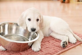 golden retriever puppy lying down near empty feeding bowl