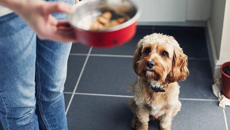 Woman feeding her pet dog training him to wait for his food