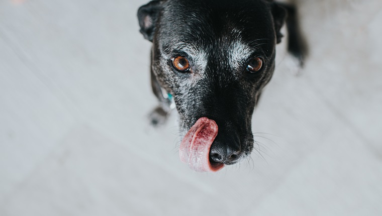 Cute black dog, looking up at the camera and licking lips.