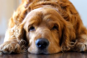 Dog lying on floor