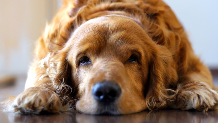 Dog lying on floor