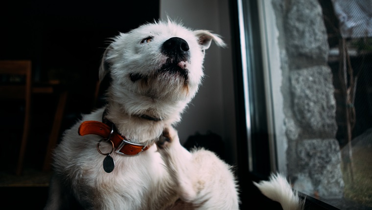 A white terrier dog scratching itself