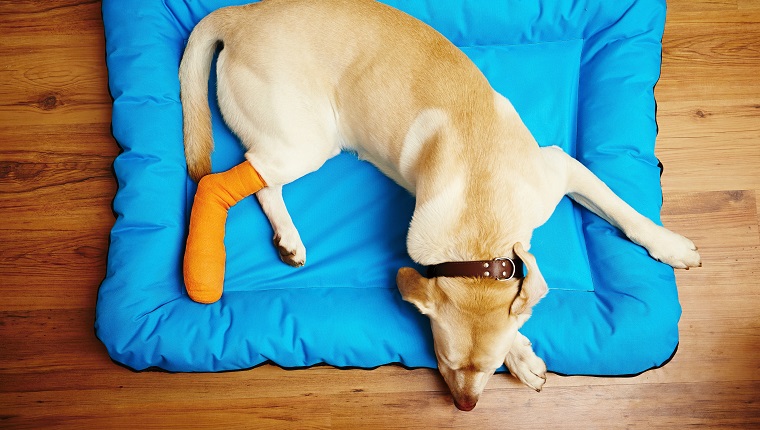 dog in cast from torn cranial cruciate ligament (CCL) injury