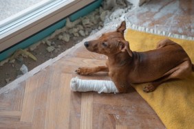 A dog with broken leg in casts looking out the window