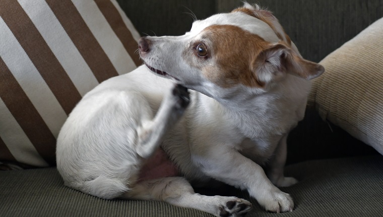 Jack Russell dog scratching itself on sofa.