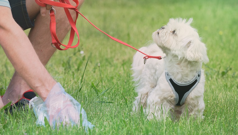 Owner cleaning up after the dog with plastic bag