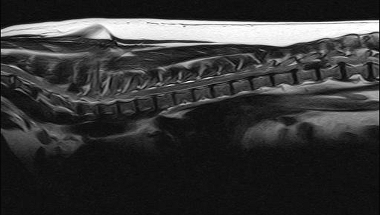 MUNICH, GERMANY - OCTOBER 18: MRI of a dog with a big herniated disc on October 18, 2010 in Heidelberg, Germany.