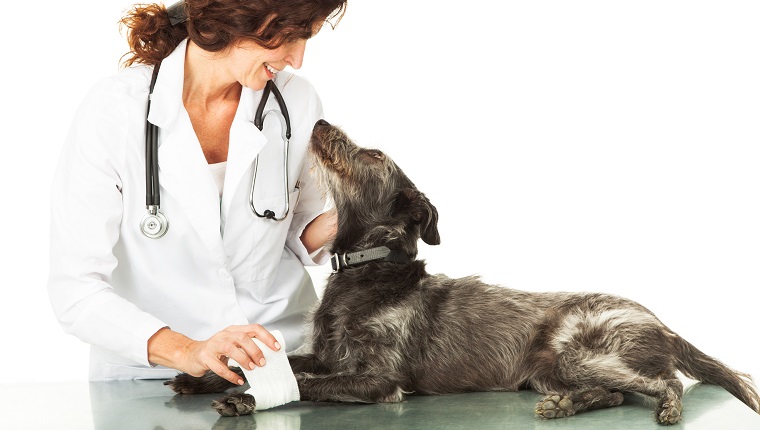 A mixed breed large dog with an injured leg laying on an examination room table and looking up at a friendly female veterinarian