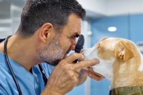 Side view of mature veterinarian examining dog's eye through ophthalmoscope. Doctor doing medical examination on domestic animal. They are at vet clinic.