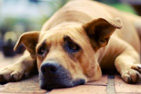 Sad dog