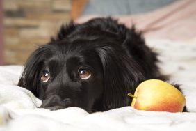 Can Dogs Eat Apples