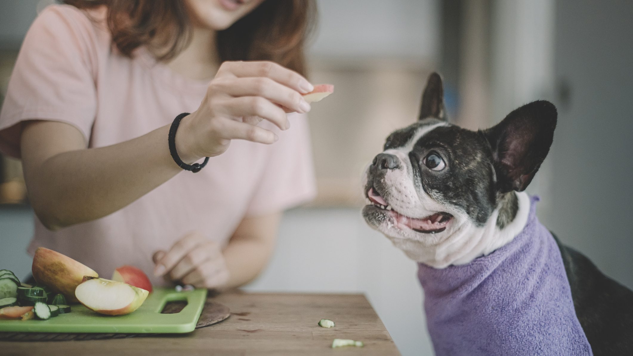 French Bull Dog Eating Apple Slices