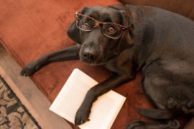 Smart dog with glasses reading a book on sofa