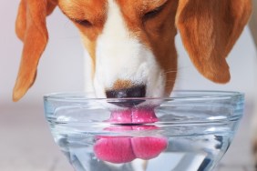 Beagle dog drinking from transparent bowl closeup view. Dog quenches thirst after training.