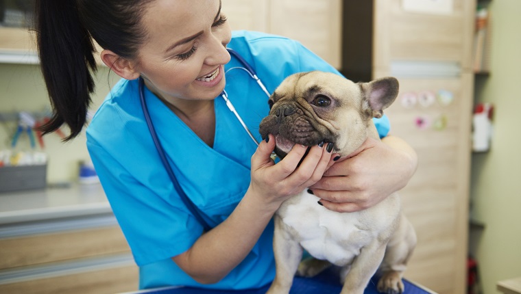 Female veterinarian examining dog's teeth in veterinary surgery