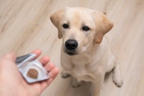 vet giving pill to obedient dog. tick and flea prevention for dog.