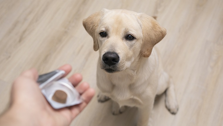 vet giving pill to obedient dog. tick and flea prevention for dog.