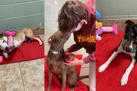 dogs celebrating valentine's day at tails humane society