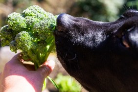 A close up of a black lab dog smelling a freshly picked broccoli