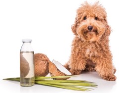 Coconut oil and fats are good and natural ticks and fleas repellent for pets like dogs due to lauric acid.