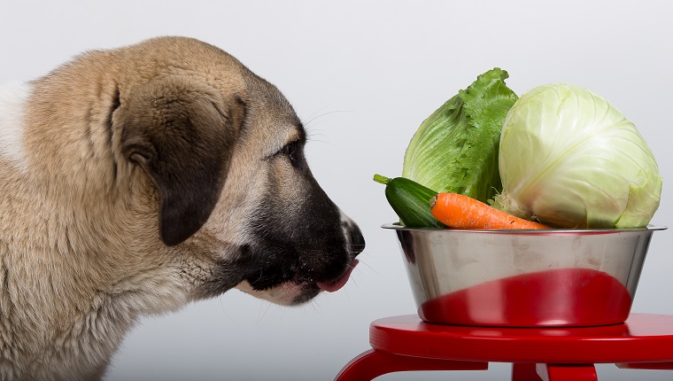 Big puppy looks full of veg food bowl.