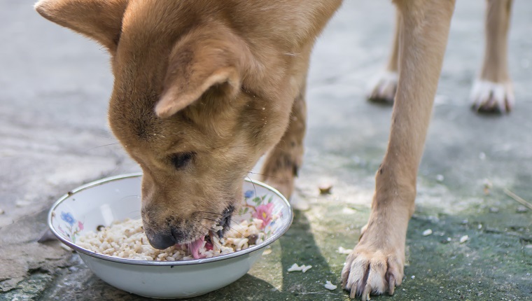 Feed street dog with rice