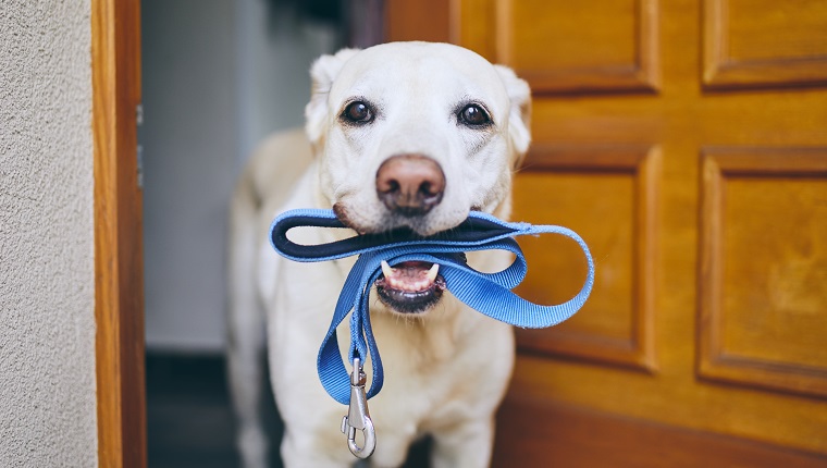 Dog waiting for walk. Labrador retriever standing with leash in mouth against door of house.