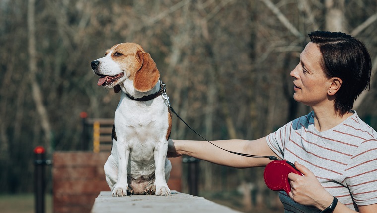 Adult woman with a beagle on dog playground.