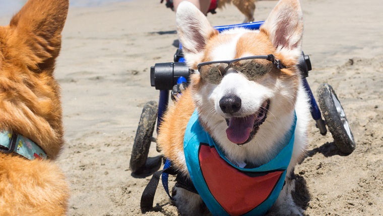 Handicapped Pembroke Welsh Corgi enjoying the beach on wheels.