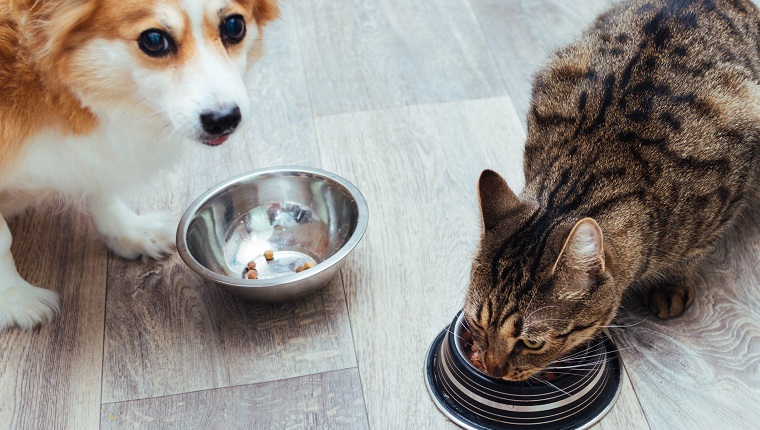 Dog and cat are eaten together in the kitchen. Close-up