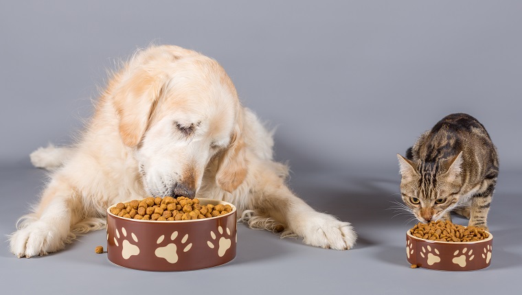 Close-Up Of Pets Eating Food Against Gray Background