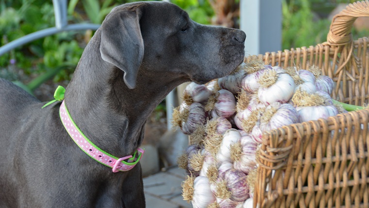 Curious canine garden helper inspects garlic