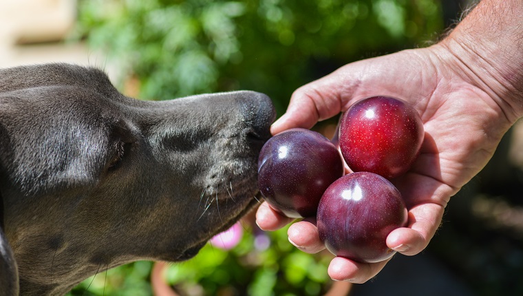 Curious dog inspecting hand holding Santa Rosa Plums