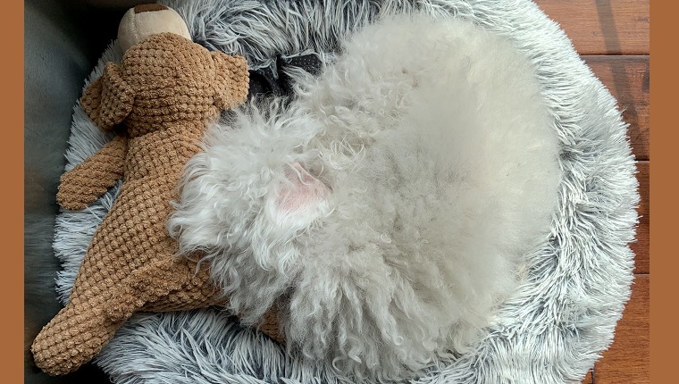 leia sleeping next to toy