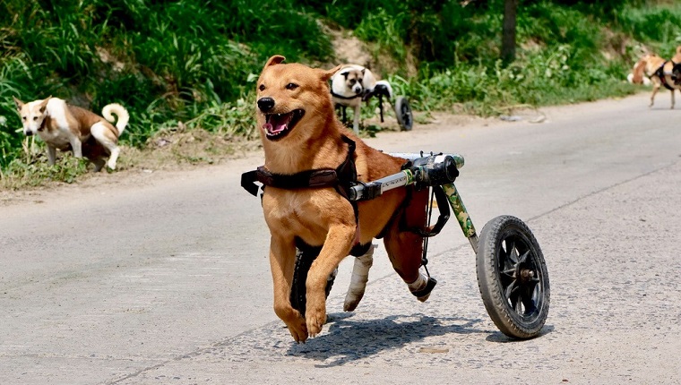 dog in a wheelchair