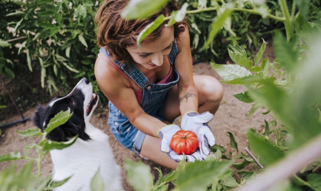 Cann dogs eat tomatoes