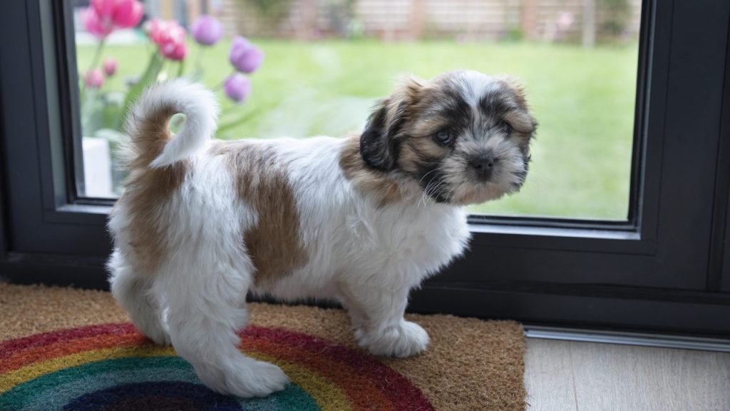 A Shih Tzu puppy working on house training waits by the door.