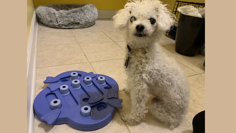 Leia with her new treat toy