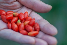 Woman farmer holding goji berry fruit in hands, healthy eating