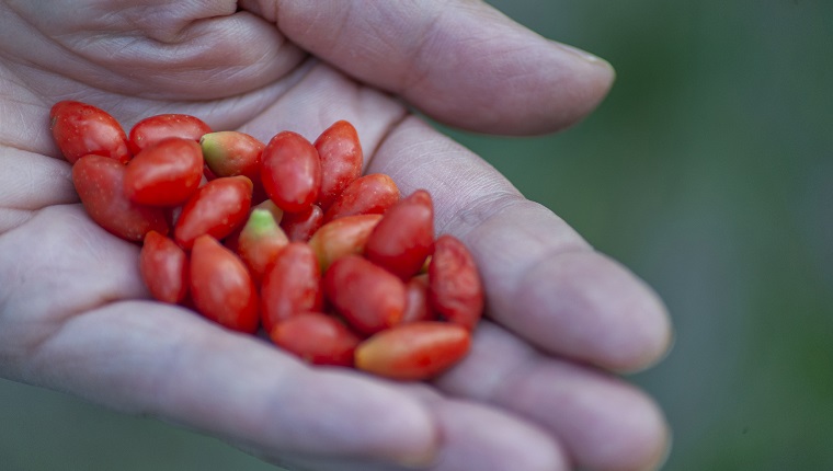 Woman farmer holding goji berry fruit in hands, healthy eating