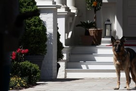 WASHINGTON, DC - MAY 10: Vice President Joe Biden's dog, Champ, stands during speechs during a Joining Forces service event at the Vice President's residence at the Naval Observatory May 10, 2012 in Washington, DC. U.S. first lady Michelle Obama and Biden joined with Congressional spouses to assemble Mother's Day packages that deployed troops have requested to be sent to their mothers and wives at home.