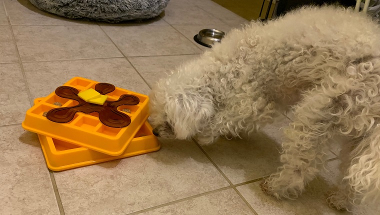 Leia finding her first treat in the waffle puzzle