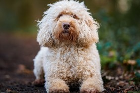Colin The Cockapoo