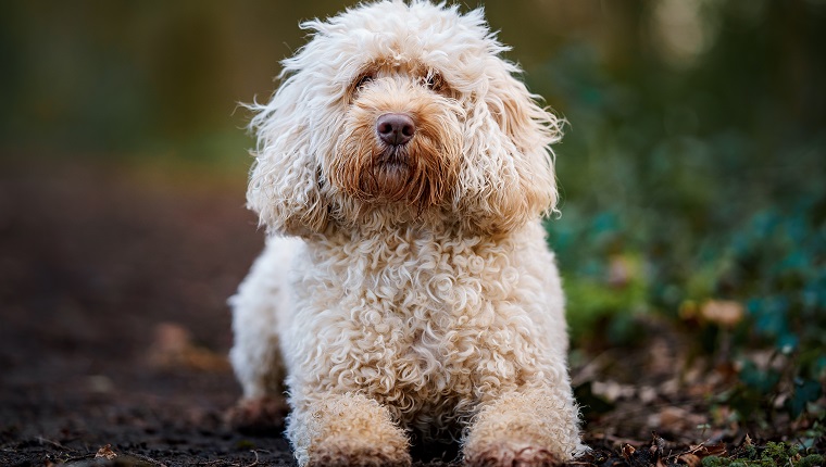 Colin The Cockapoo