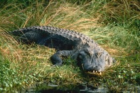 Alligator in the Grass