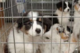 sad puppy stares at you through cage