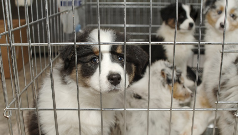 sad puppy stares at you through cage