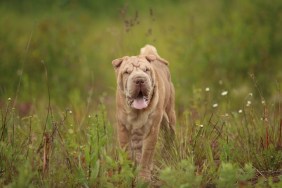 Portrait of a Shar pei breed dog on a walking on a field. Green grass background