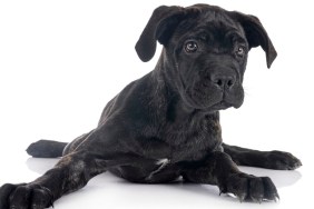 puppy italian mastiff in front of white background