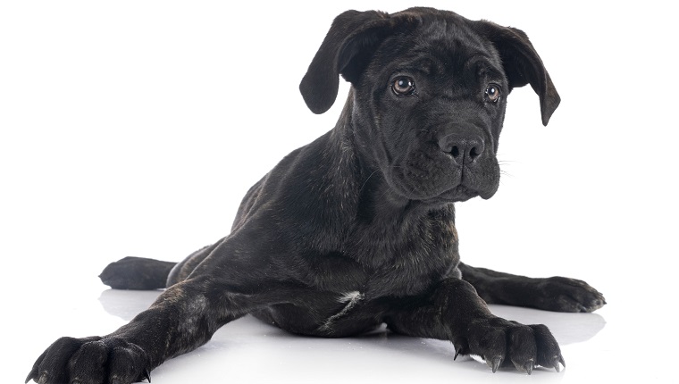 puppy italian mastiff in front of white background